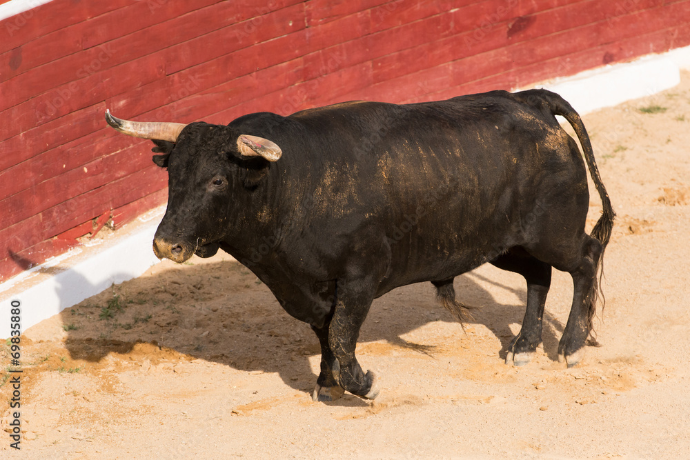 Toro Bravo Español Toro Bravo Español