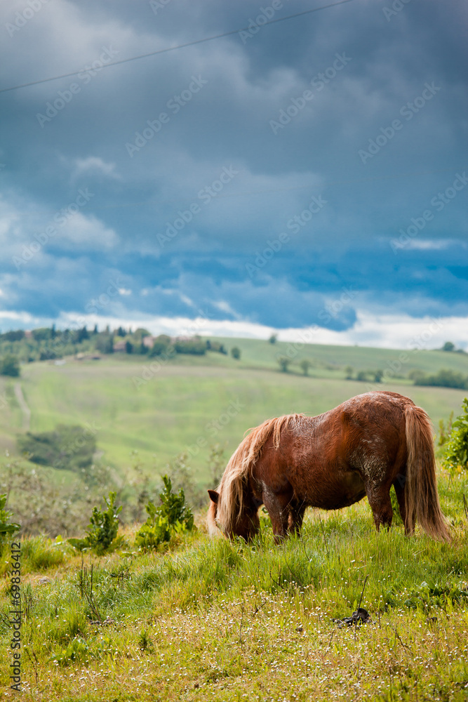 Horse in Tuscany