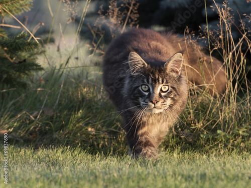 Foto maine coon cat
