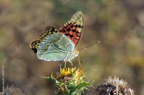 Mariposa cardera argynnis pandora, Sauceda, Hurdes, España photo