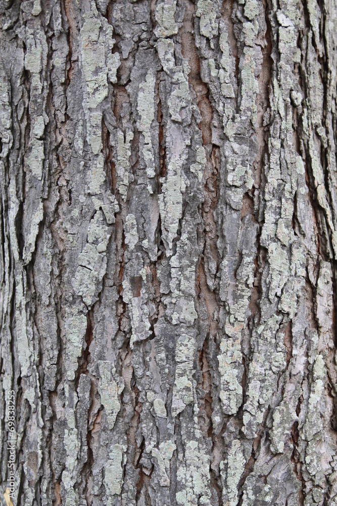 Close up of a Old Bark Wooden Texture use as a Background Close up of a Old Bark Wooden Texture use as a Background