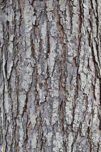 Close up of a Old Bark Wooden Texture use as a Background