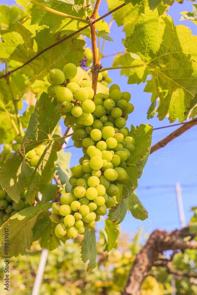 bunch of grapes on with green leaves bunch of grapes on with green leaves