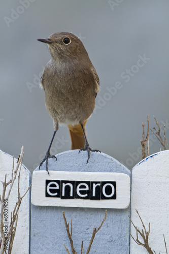 Bird perched on a fence with the word January on spanish