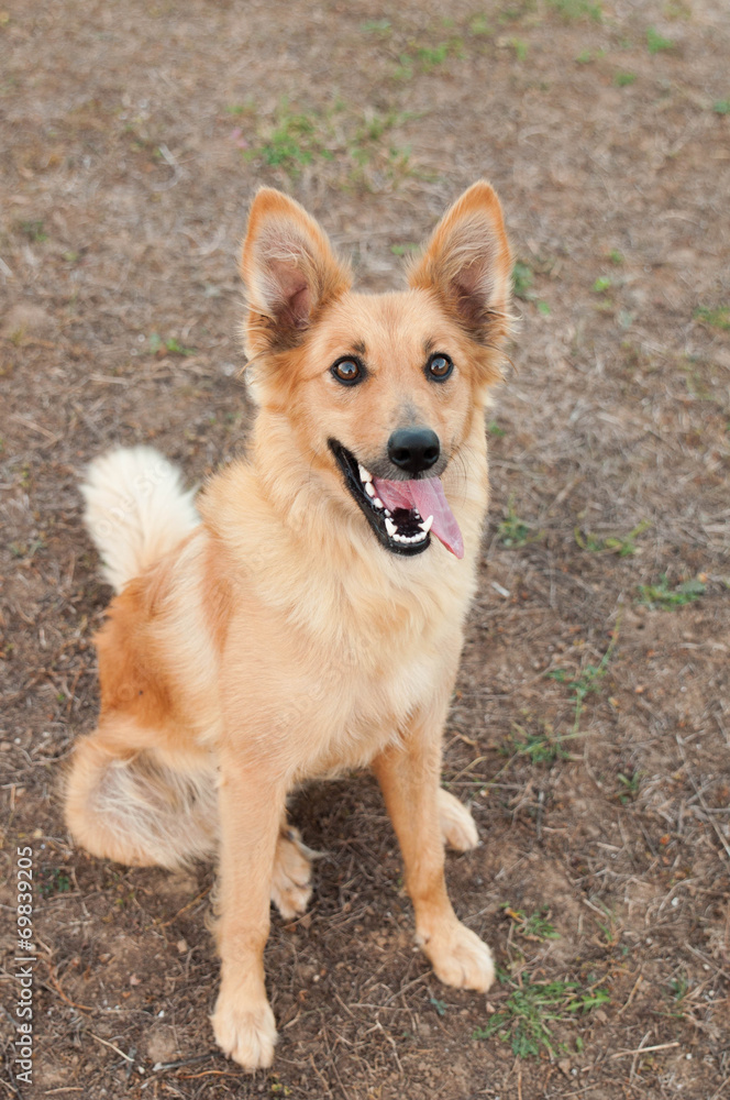 Basque sheepherder dog portrait Basque sheepherder dog portrait