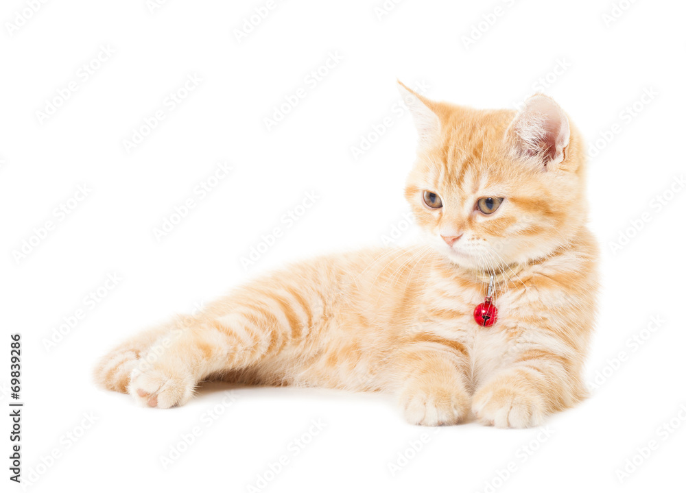 little Ginger british shorthair cats over white background