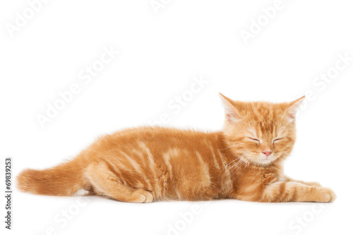 little Ginger british shorthair cats asleep