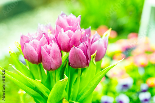 Fototapeta Naklejka Na Ścianę i Meble -  blooming purple tulips