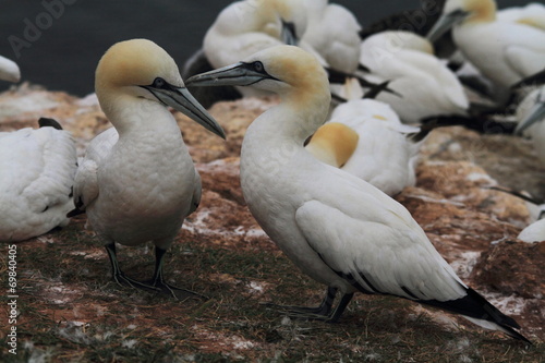 uccello sula bassana helgoland mare del nord isole frisone photo