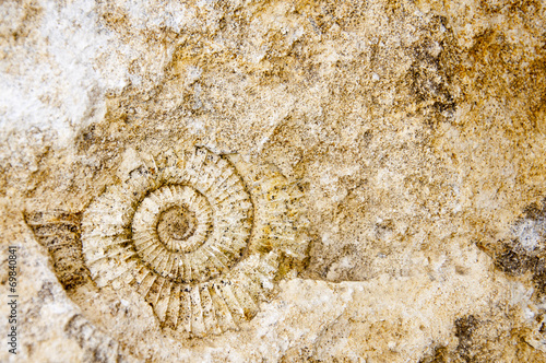 fossil ammonite on stone - background photo
