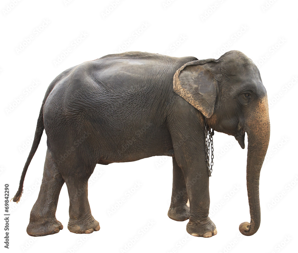 side view full body of thai elephant standing show beautiful ski