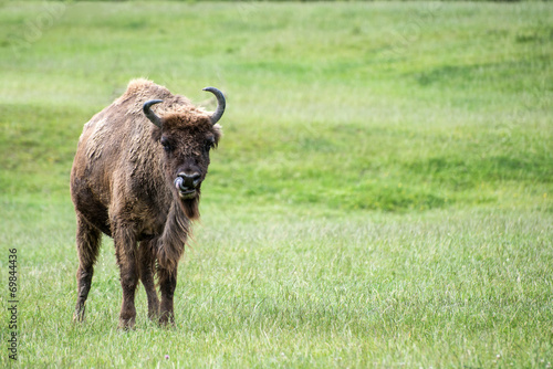 European bison bison bonasus, cardus linuaeus