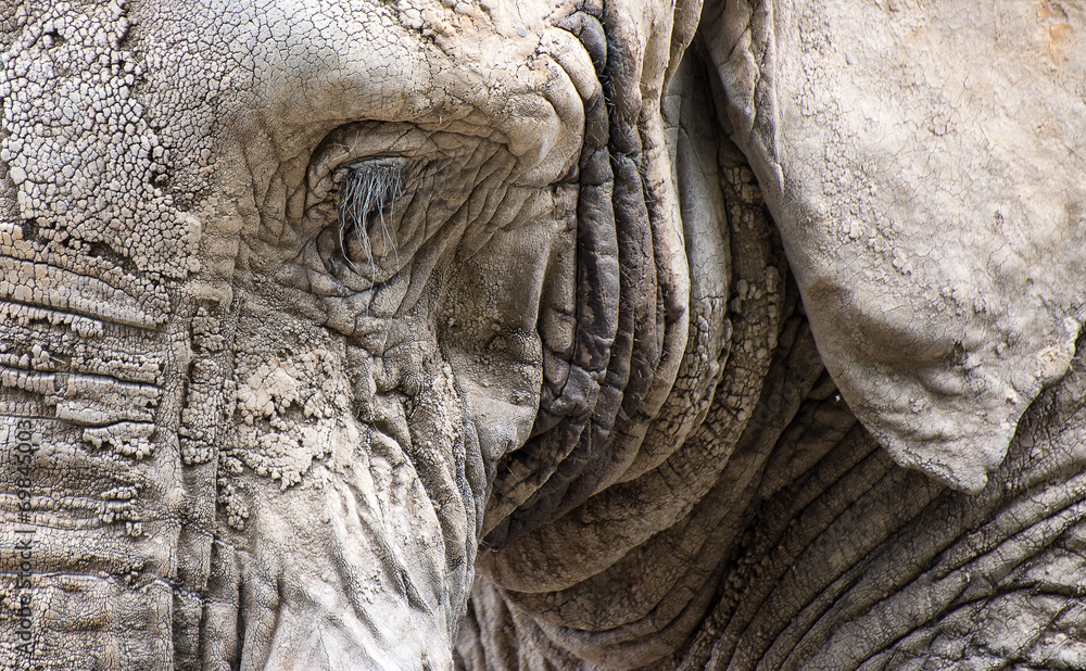 Close up facial portrait of African Elephant Loxodonta Africana