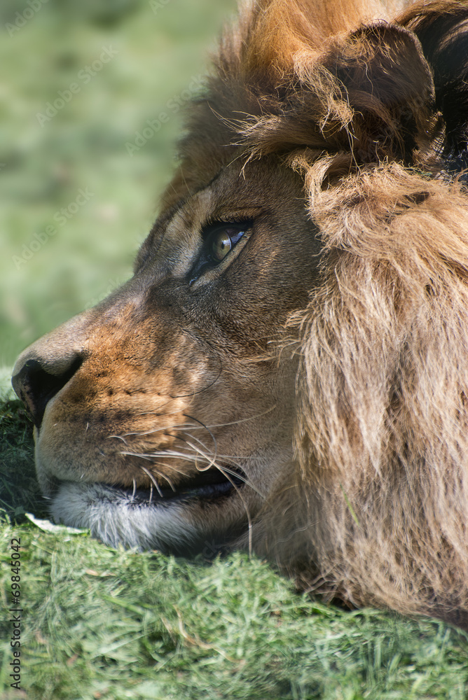 Unusual facial portrait of sleeping Barbary African Atlas Lion