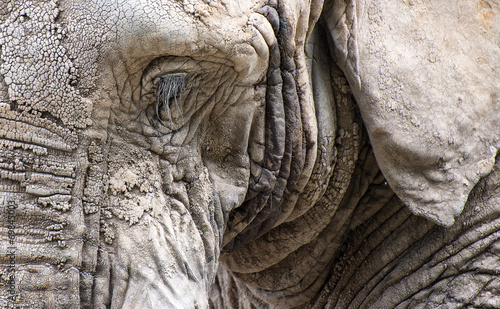 Close up facial portrait of African Elephant Loxodonta Africana