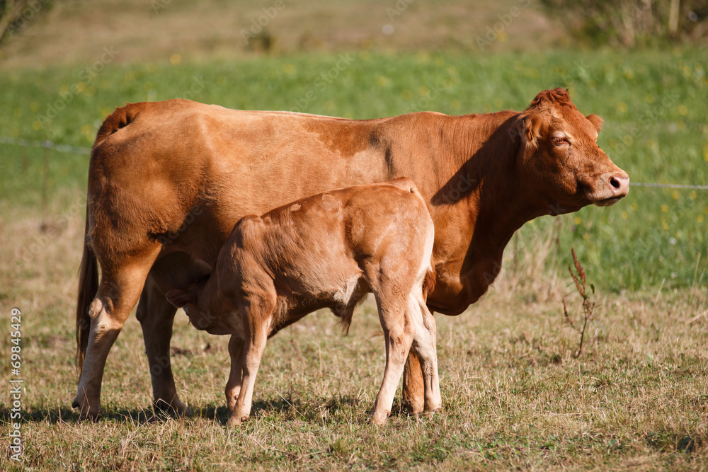 Vaca raza Limusin con ternero.