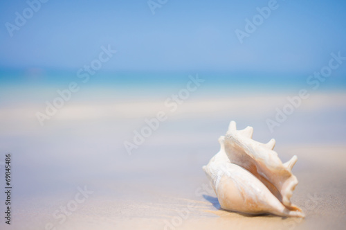A beach with seashell of lambis truncata on wet sand. Tropical p