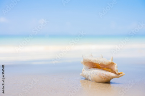 A beach with seashell of lambis truncata on wet sand. Tropical p © Joshhh