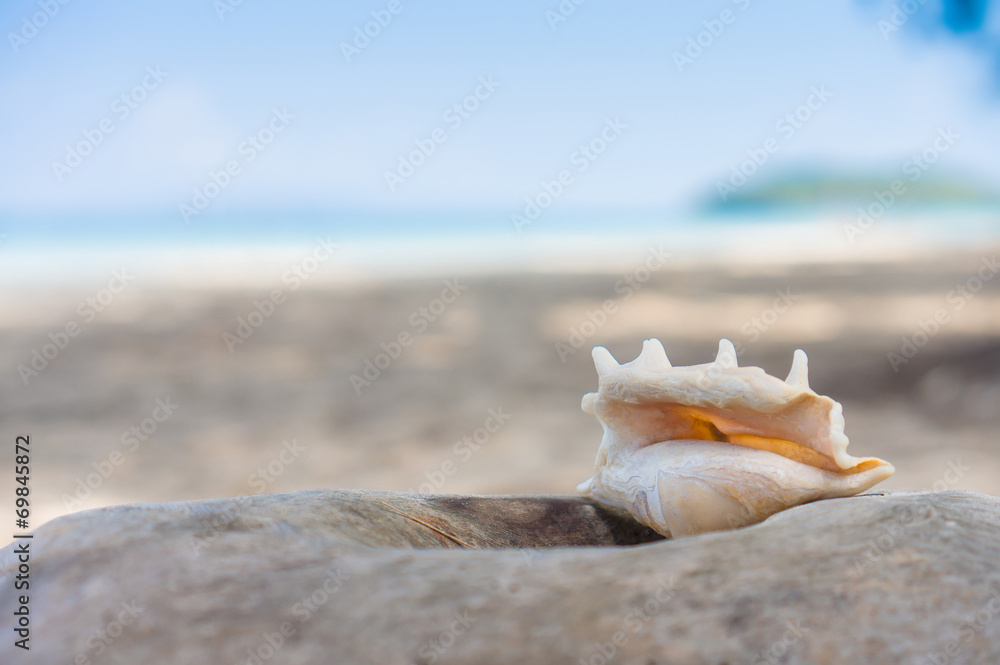 A beach with seashell of lambis truncata on fallen tree. Tropica A beach with seashell of lambis truncata on fallen tree. Tropica