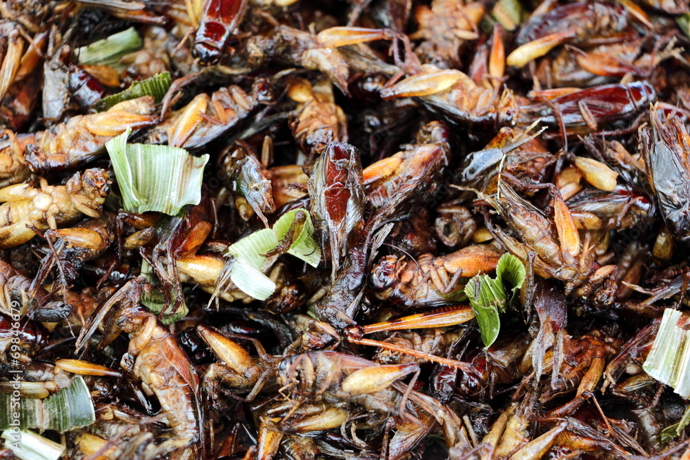 A pile of fried crickets as popular Thai street food snack