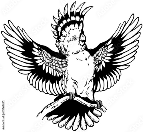 cockatoo black and white
