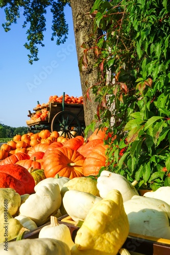 Erntedank, verschiedene Kürbissorten eines Hofladens photo