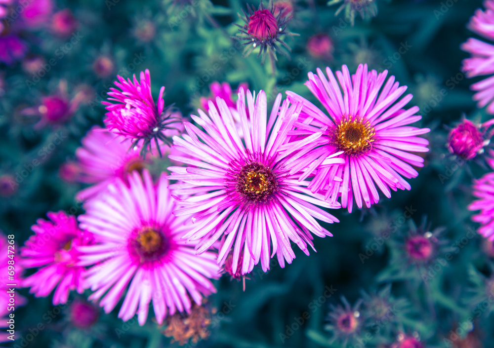 Obraz premium Violet flower
