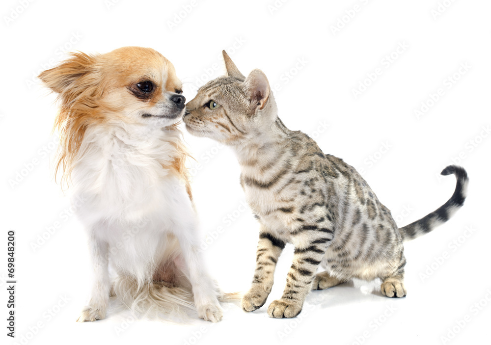 bengal cat and chihuahua