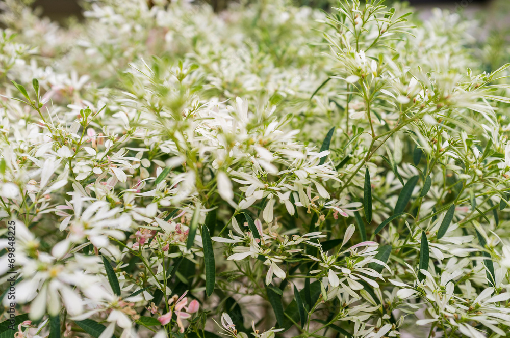 Freshness Spring Freshness Spring