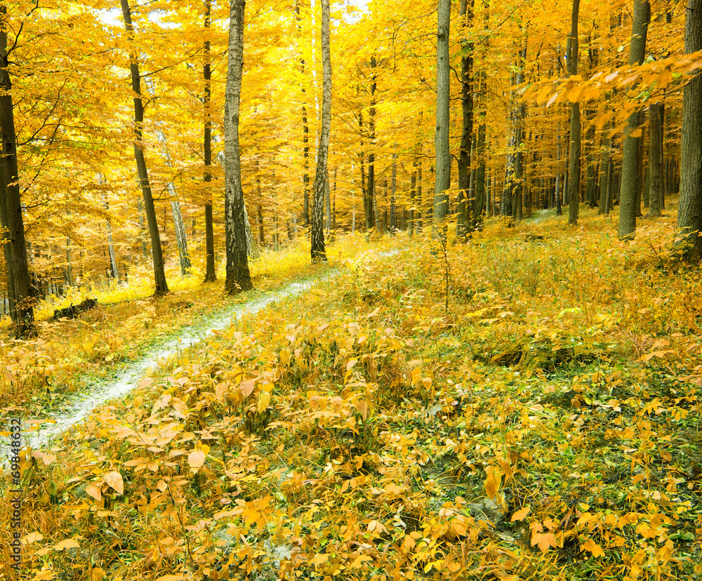 Fototapeta premium autumn forest