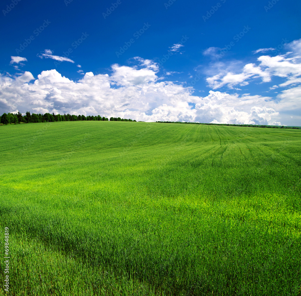 Fototapeta premium green field