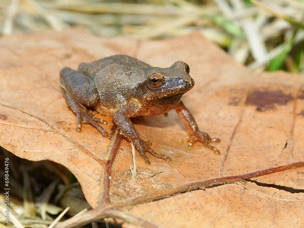 Naklejka premium Spring Peeper (Pseudacris crucifer)