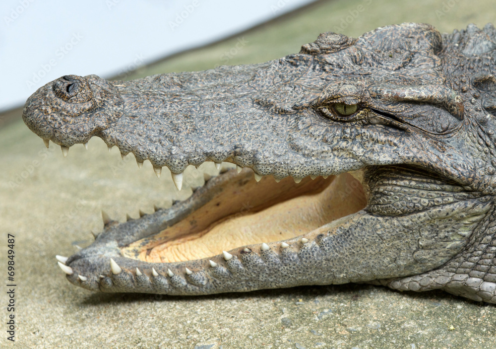 Obraz premium Alligator