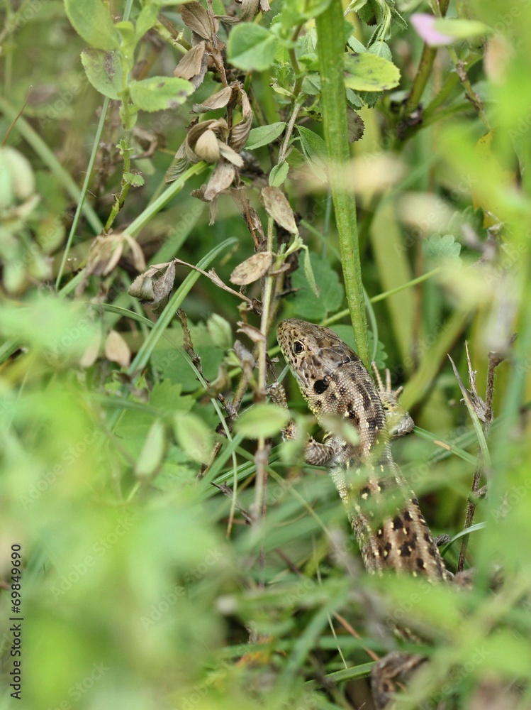 Weibliche Zauneidechse (Lacerta agilis) im Kalkmagerrasen-Urwald Weibliche Zauneidechse (Lacerta agilis) im Kalkmagerrasen-Urwald