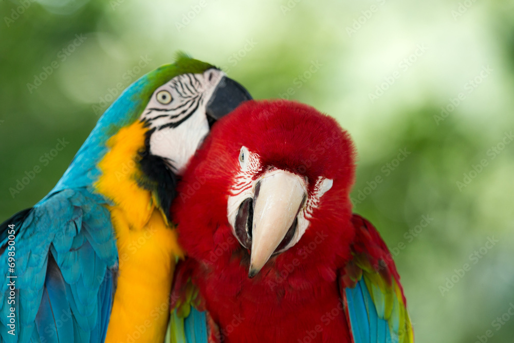 parrots parrots