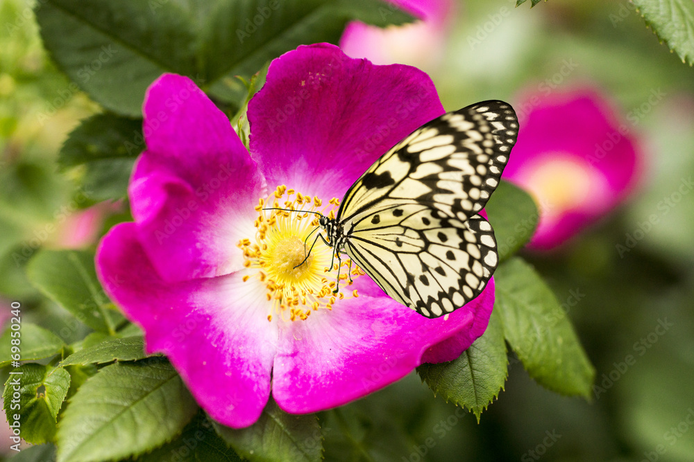 Rosenblüte Rosenblüte