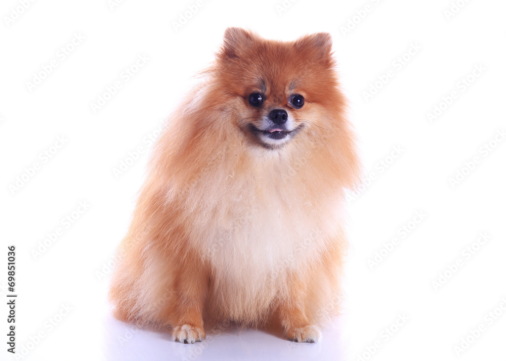 pomeranian dog isolated on white background pomeranian dog isolated on white background