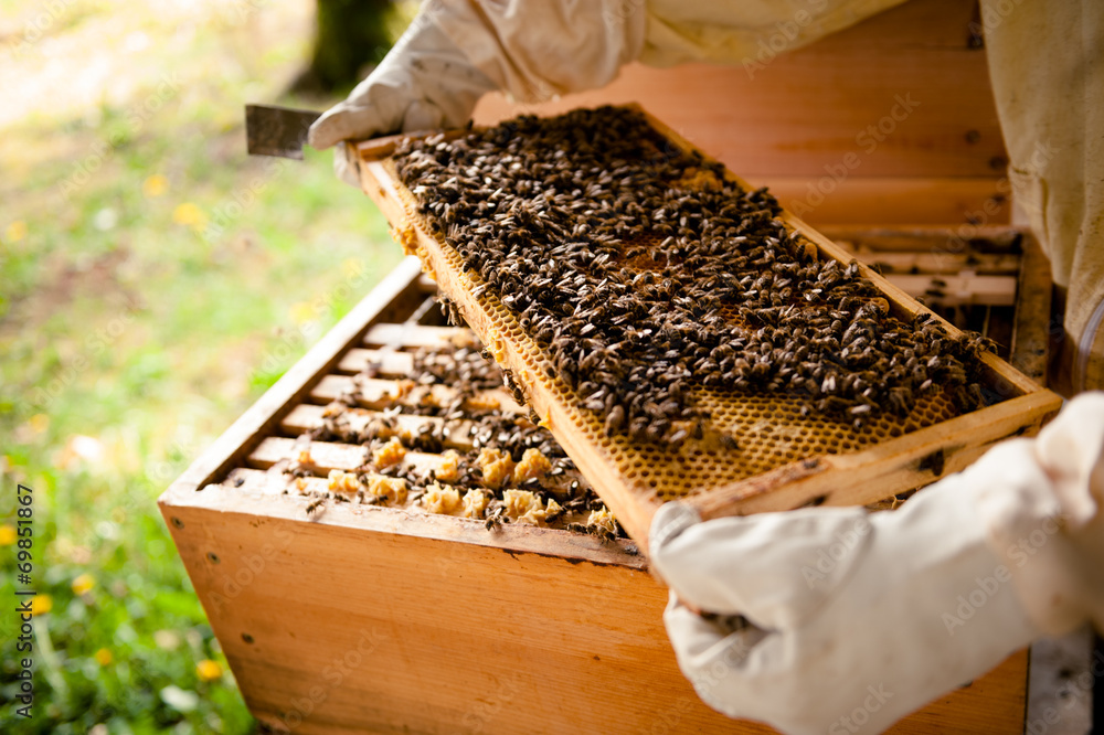 Imker untersucht Wabenrahmen mit vielen Bienen Imker untersucht Wabenrahmen mit vielen Bienen