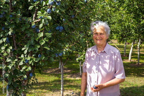 Retiree woman checks plums