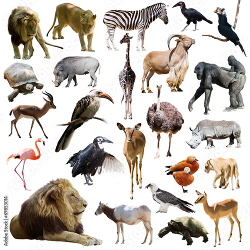 lions and other African animals