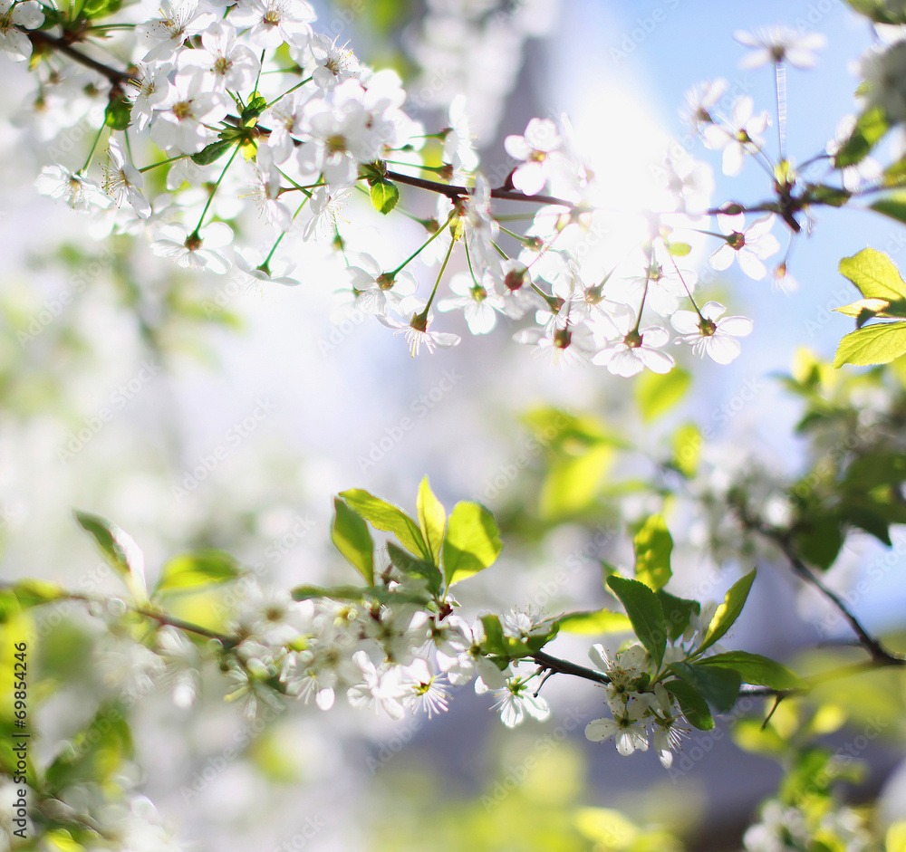 Flowering tree Flowering tree