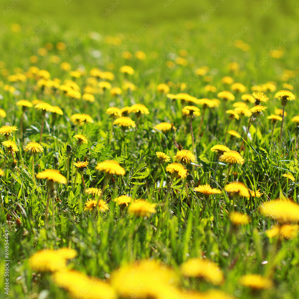 Sunny spring background field yellow dandelions Sunny spring background field yellow dandelions