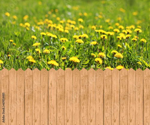 Wooden fence and meadow with dandelions
