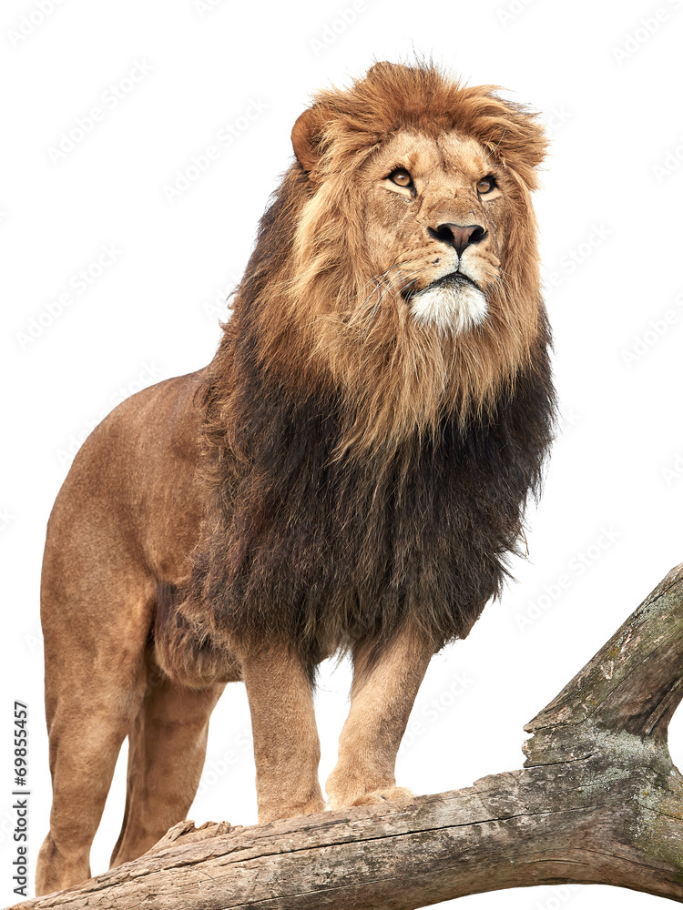 Fototapeta premium Lion (Panthera leo)