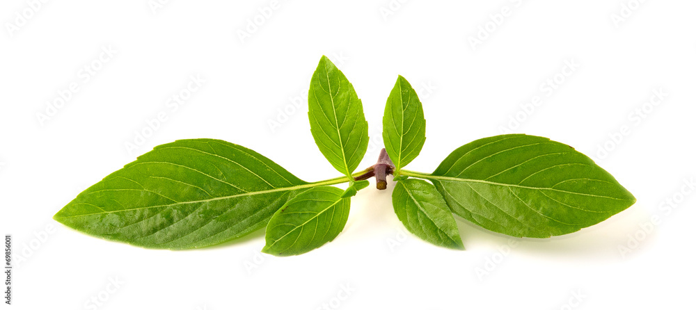 Fototapeta premium Basil leaf isolated