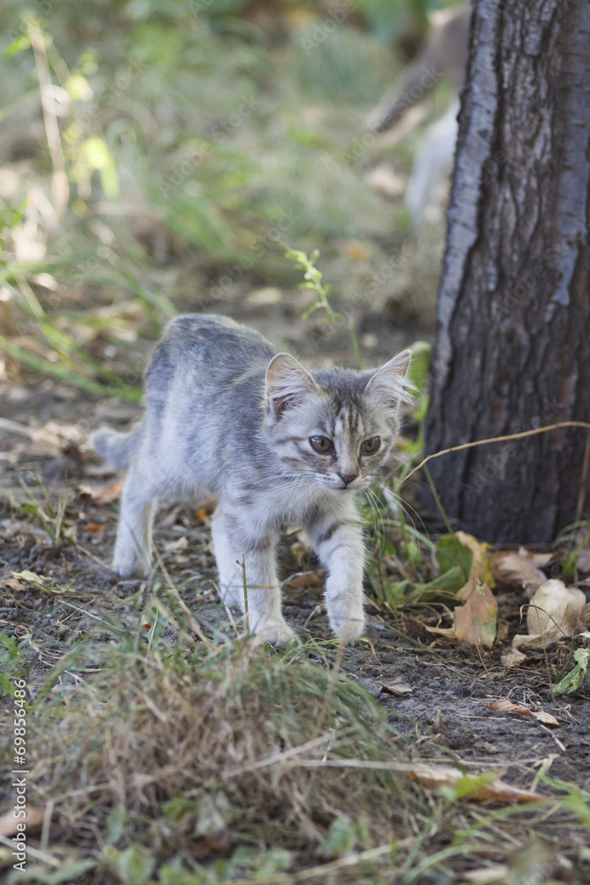 Obraz premium Walking kitten