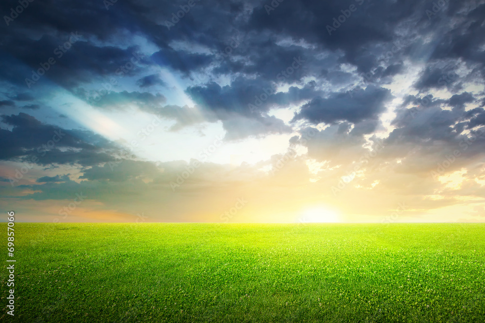 Field of green grass and sky