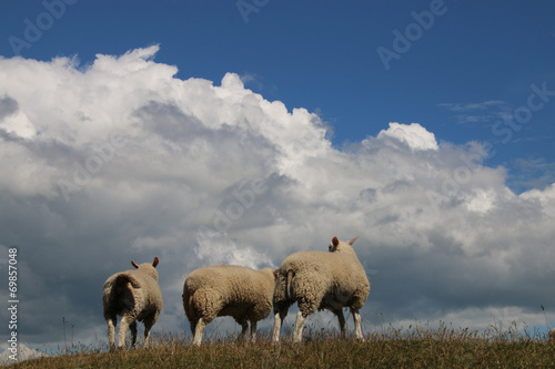 Sheeps and clouds