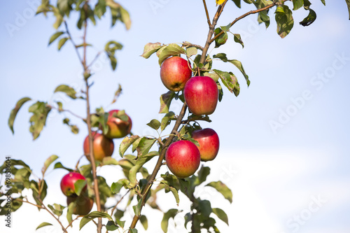 red apples on a branch against the sky
