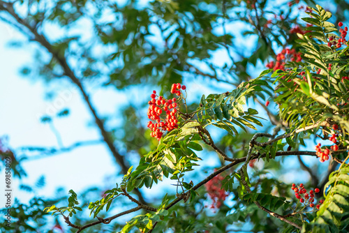 Rowan fruits on the tree wi...